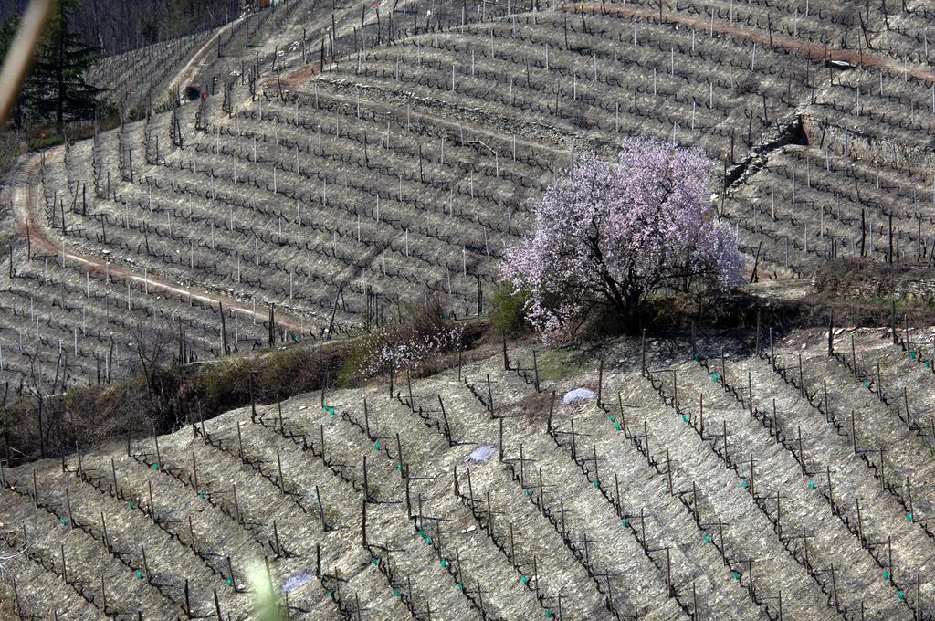 Cascina Arcangelo Raffaele Verduno 外观 照片